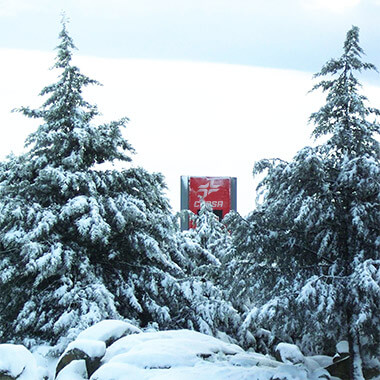 bosque nevado