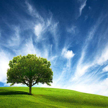 arbol y campo